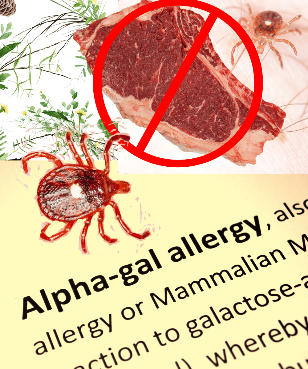 Can Ticks Make You Allergic to Beef?